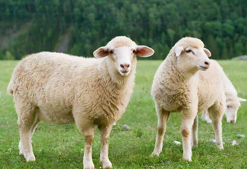 娱乐吃瓜酱讲羊羊,娱乐吃瓜酱带你揭秘羊羊世界